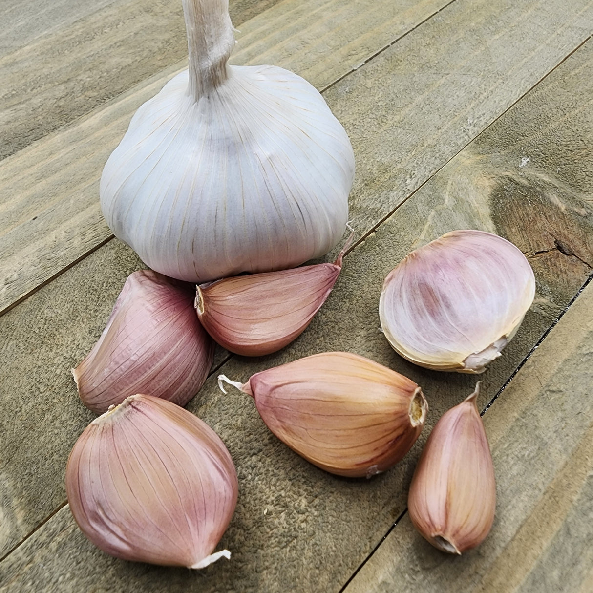 Garlic - (Soft Neck) Early Purple Italian (Organic)
