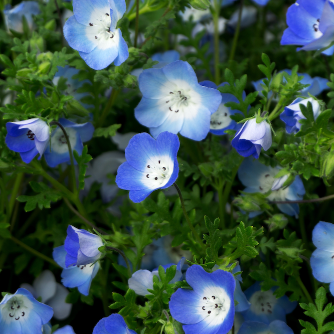 Baby Blue Eyes Flower seeds