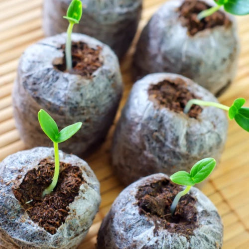 *FREE* All-in-1 Heirloom Cucumber Seed Kit + organic soil pod