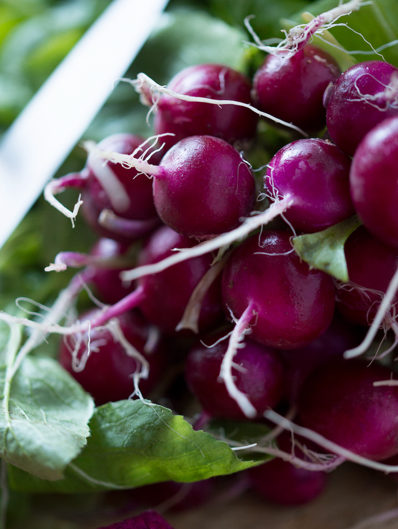 Radish - Beauty, Purple seeds