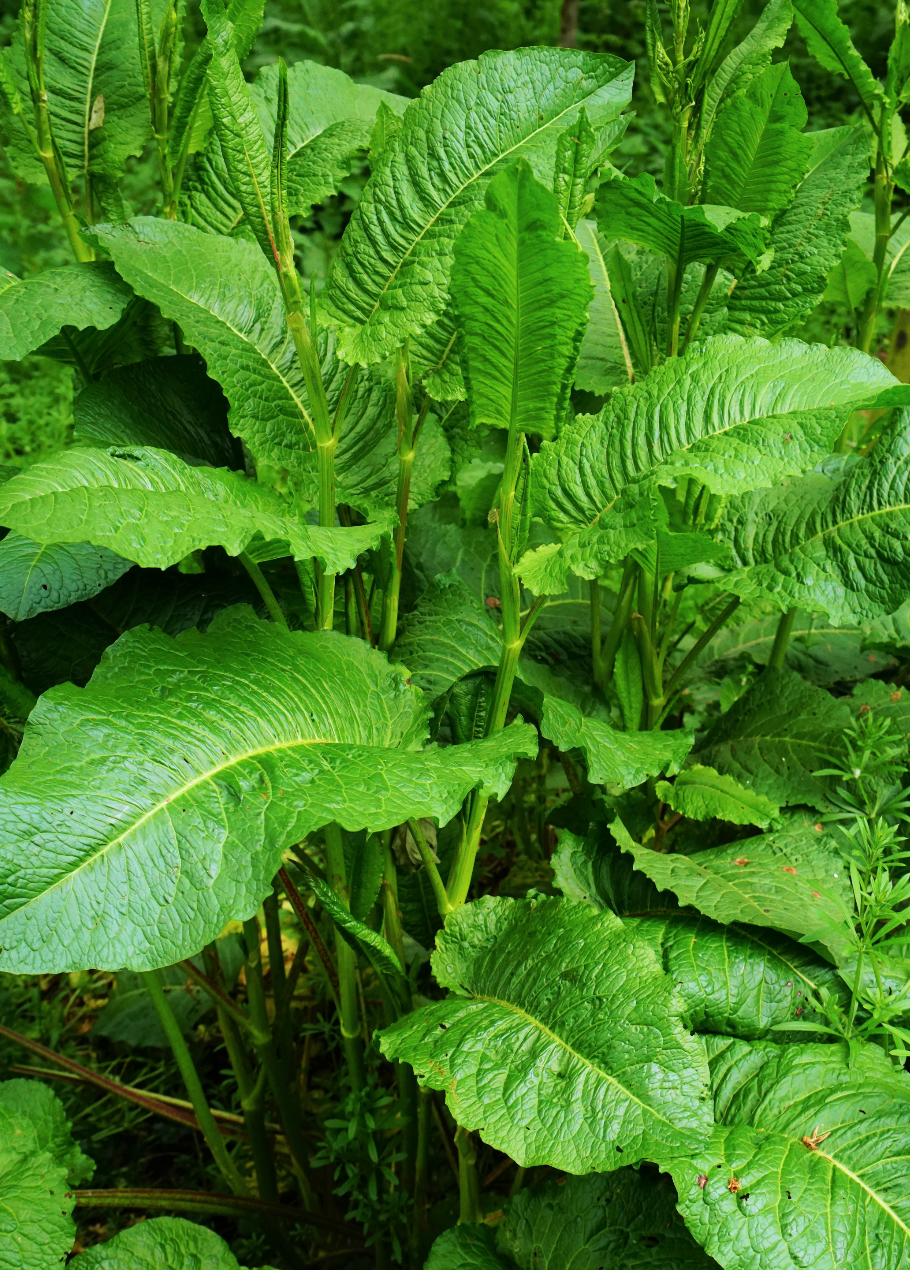 Sorrel - Large leaf seeds