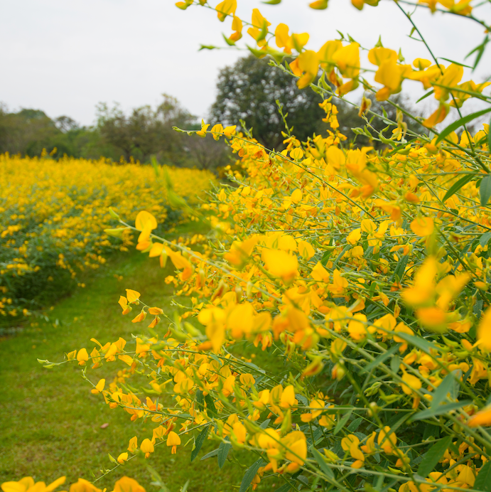 Cover Crop - Sunn Hemp seeds