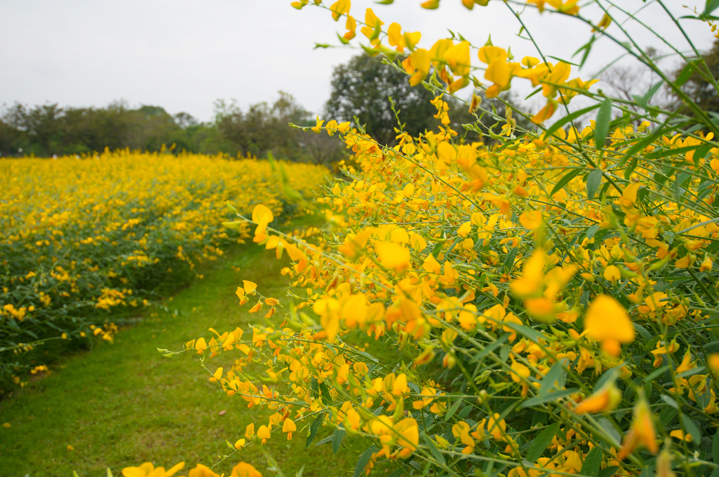 Cover Crop - Sunn Hemp seeds