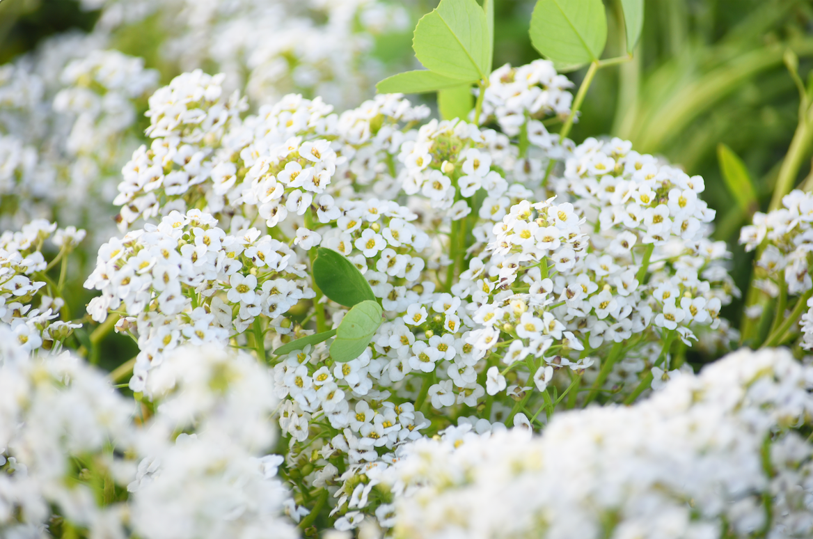 Alyssum, Carpet of Snow (Sweet Alyssum) Flower seeds
