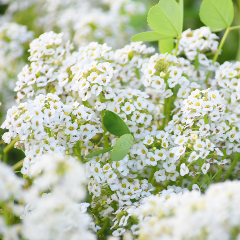 Alyssum, Carpet of Snow (Sweet Alyssum) Flower seeds