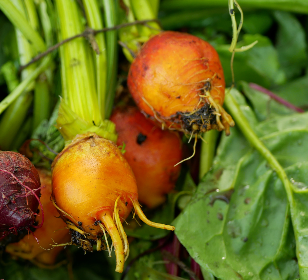 Beet - Burpee's Golden seeds