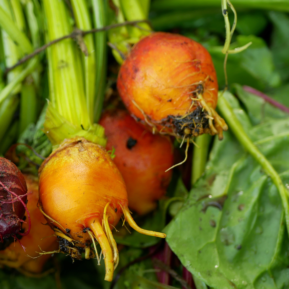 Beet - Burpee's Golden seeds