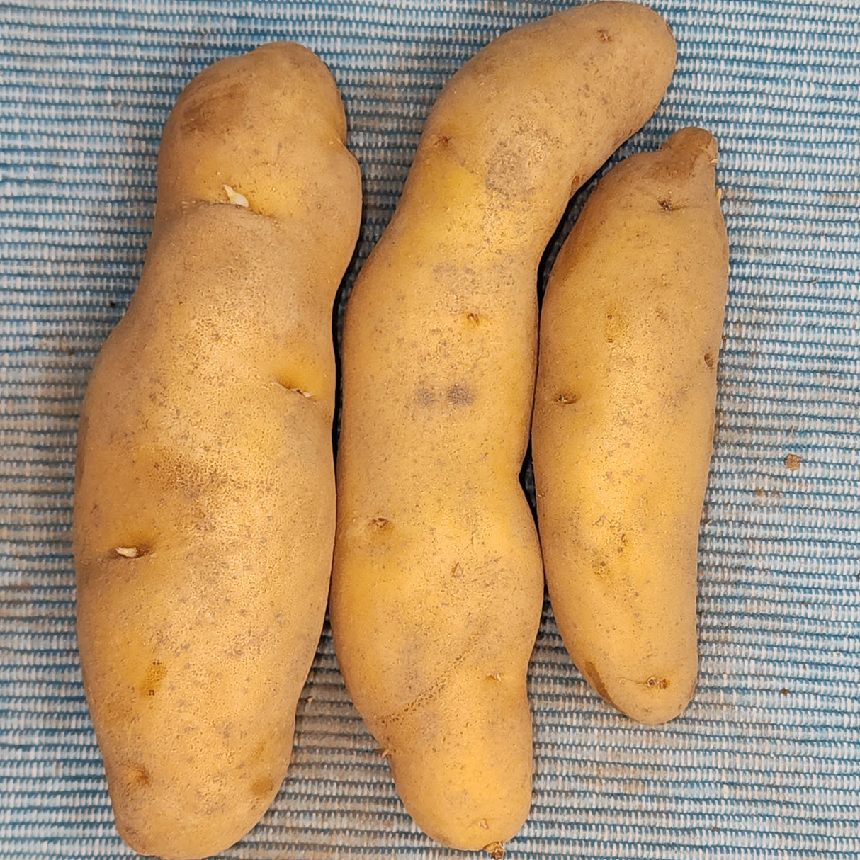 Potato, Fingerling (Late-Season) - Russian Banana (Organic) *pre-order*