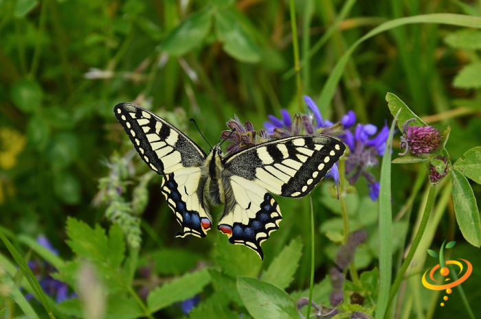 Wildflower mix by SeedsNow featuring colorful wildflowers, hummingbirds, and butterflies in a garden seed scatter pattern.
