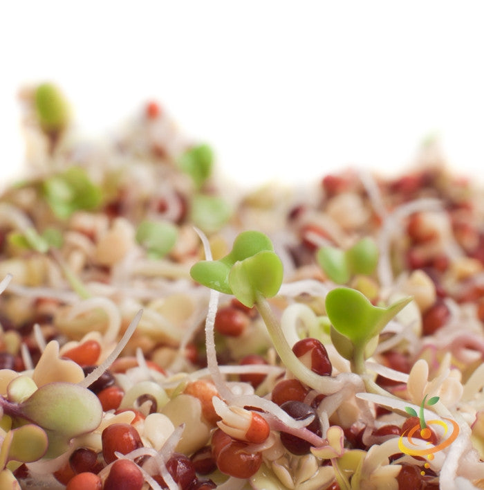 Close-up of broccoli sprouts microgreens growing with green leaves and white roots on white background