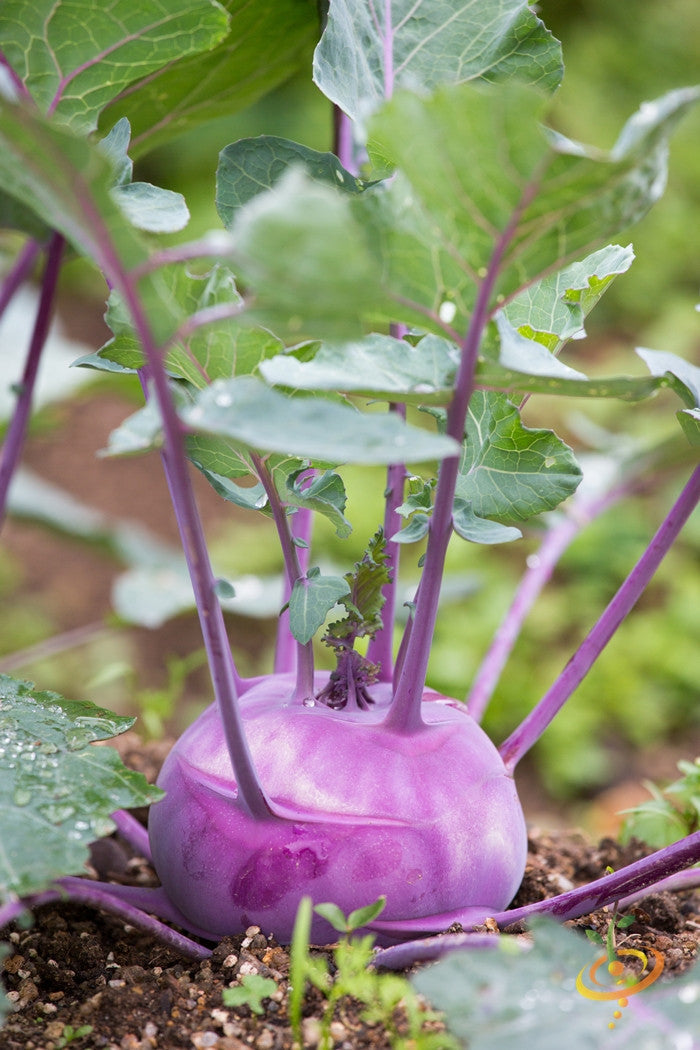 Kohlrabi - Vienna purple variety growing in soil with green leaves and vibrant purple bulb
