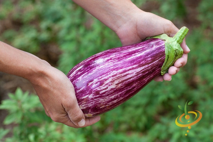 Hand holding a ripe Pandora Striped eggplant with rose colored and white stripes against a blurred green background.
