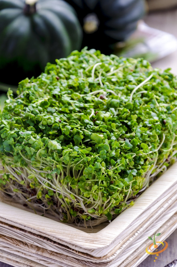 Fresh organic broccoli sprouts microgreens growing in a square tray on a wooden surface