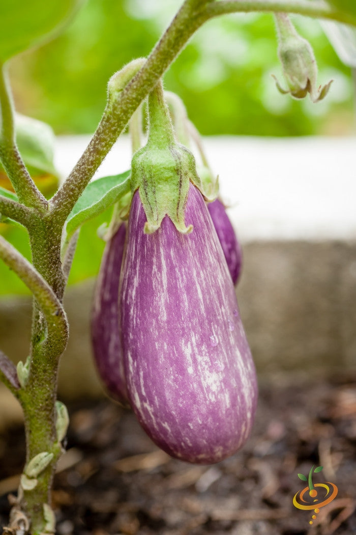 Close-up of a Pandora Striped eggplant growing on the plant with green leaves and soil background, showcasing rose-colored white striped teardrop-shaped fruit.
