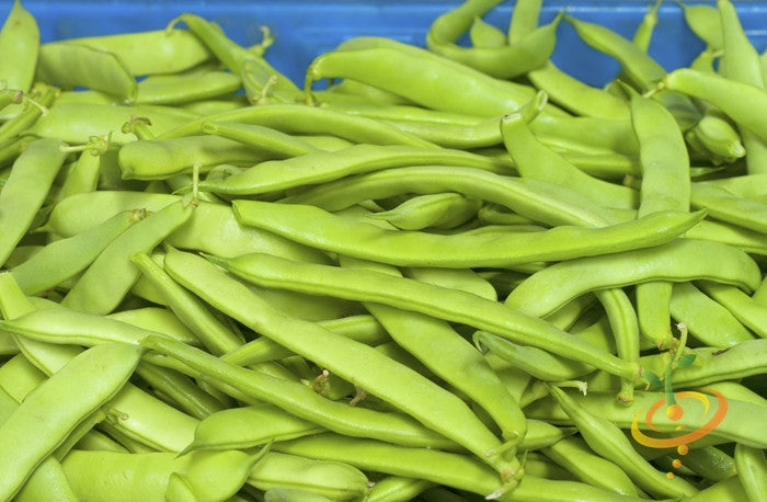 Bean (Bush) - Romano.