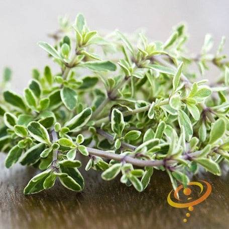 Shop Thyme Vulgaris seeds to order online from the USA. Popular culinary, medicinal herb! Open-pollinated, USA-quality, NON-GMO, heirloom, organic herb seeds & more!