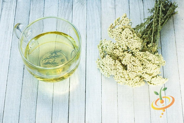 Cup of yarrow herbal tea beside dried yarrow flowers on wooden surface