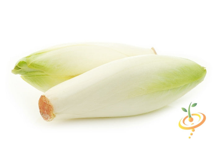 Chicory Witloof fresh light green leaves white seeds isolated on white background