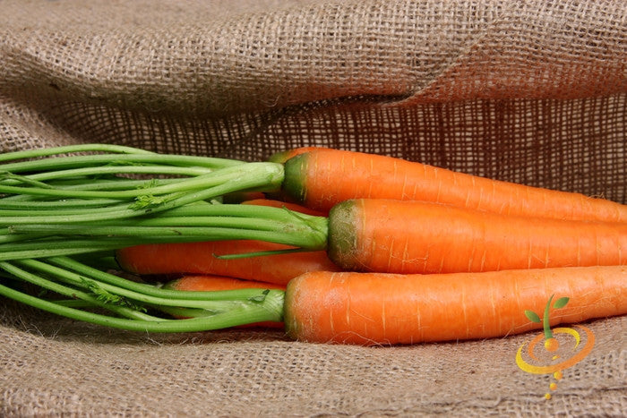 Fresh orange Carrot Tendersweet variety with green tops on burlap sack background