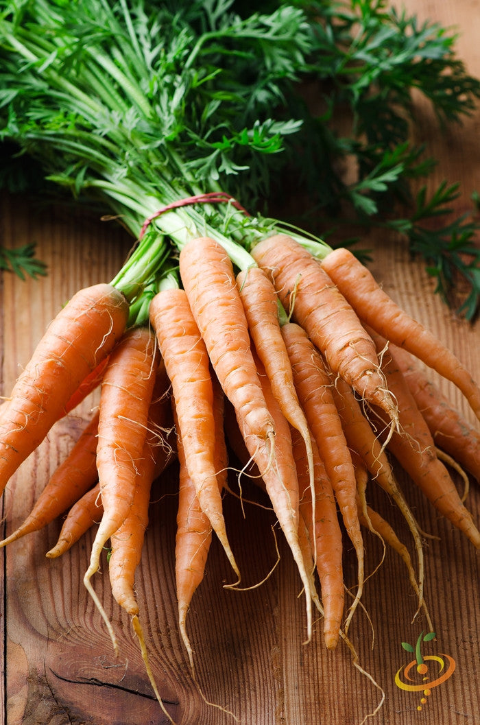 Fresh Kuroda carrot seeds from SeedsNow, 8 inches long, showing vibrant orange seeds in a clear container.
