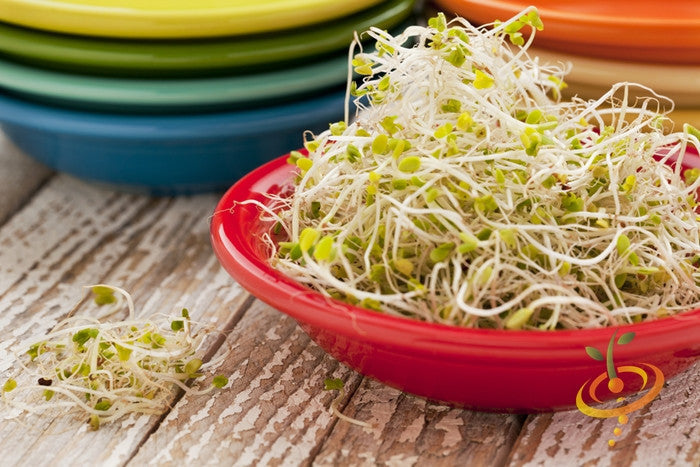 Fresh broccoli sprouts microgreens in a red bowl on a wooden surface with colorful plates in the background