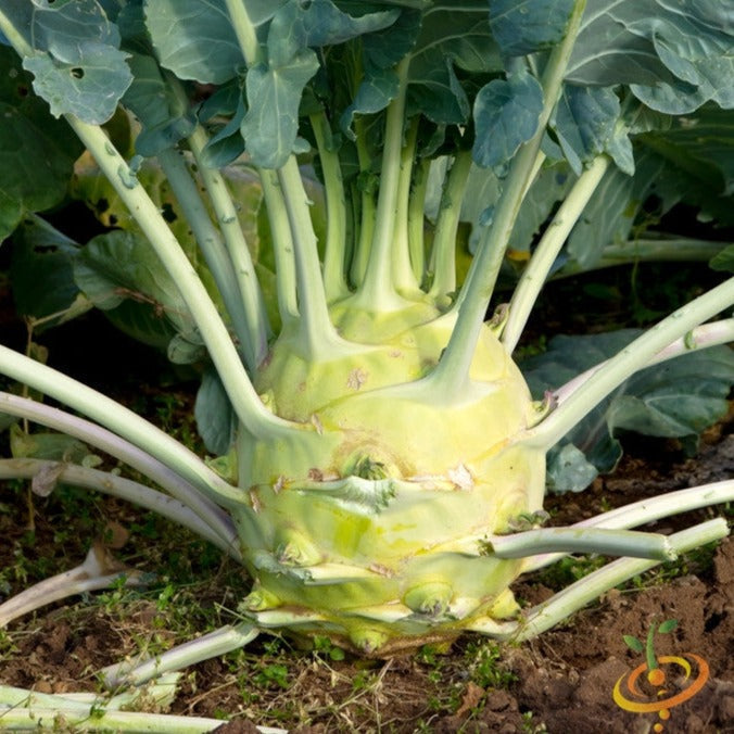 Order fresh Blue Delicatesse Kohlrabi seeds online in the USA for fresh Kashmir cuisine. Open-pollinated OP, USA-quality, Heirloom, NON-GMO organic seeds & more!