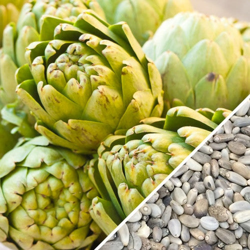 Green Globe artichoke seeds from SeedsNow, showing vibrant seed packet with detailed seed illustrations and branding.