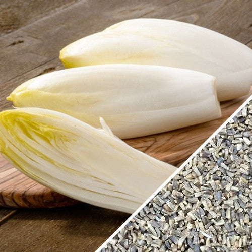 Chicory Witloof vegetable and white seeds on wooden surface