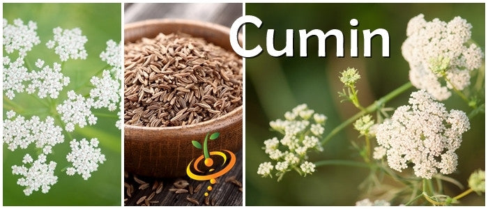 Organic SeedsNow cumin seeds in a clear glass jar, showcasing small brown cumin seeds used for cooking and seasoning.