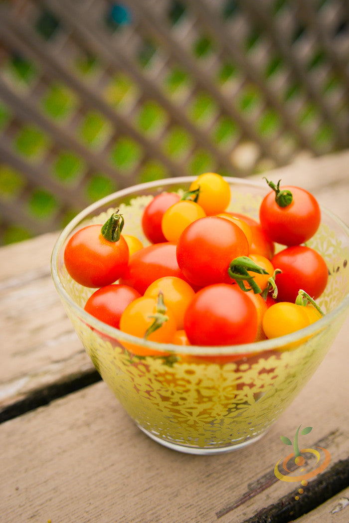 Red Cherry Tomato Seeds from SeedsNow, small indeterminate tomato seeds with vibrant red color, ideal for home gardening.