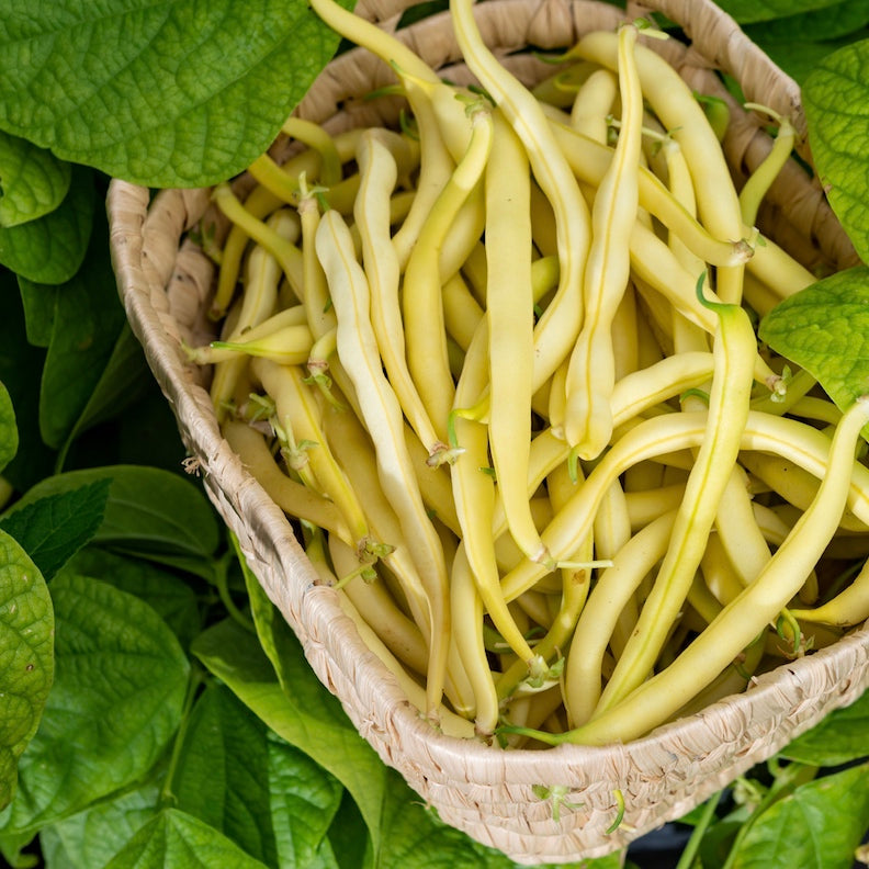 Basket of fresh Golden Wax Bush Beans surrounded by green bean leaves