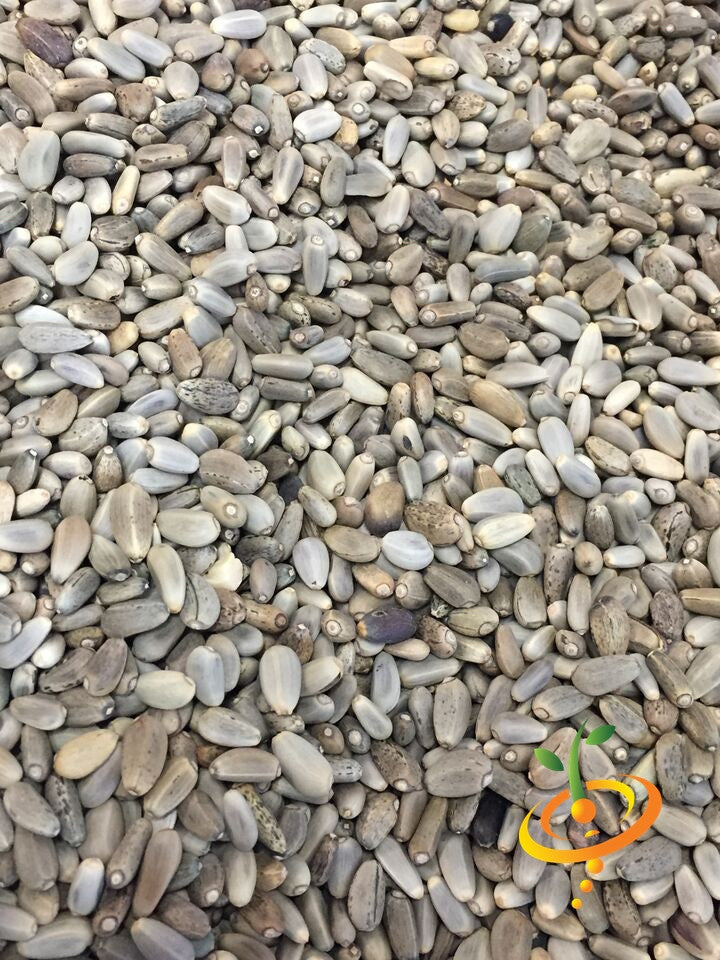 Green Globe artichoke seeds from SeedsNow, showing fresh seeds ready for planting in a natural setting.