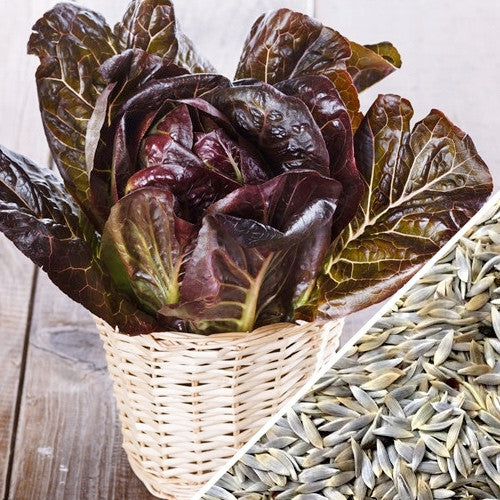 Basket of red-tipped romaine lettuce with romaine lettuce seeds close-up