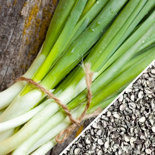 Close-up of fresh green bunching onions tied with twine alongside a close-up of Onion - Evergreen seeds