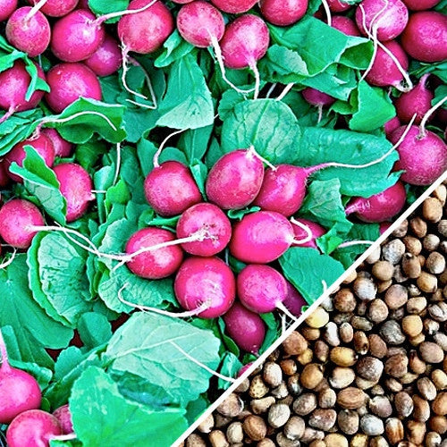 Pink radish seeds from SeedsNow, showing small, vibrant pink seeds ideal for growing beauty radishes in your garden.