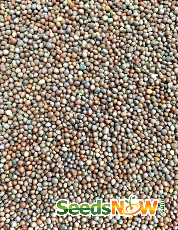 White Radish seeds from SeedsNow, showcasing the small, white seeds used for growing radishes.