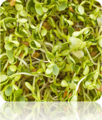 Close-up of fresh organic clover sprouts/microgreens with light green leaves and stems