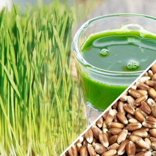 Shop organic NON-GMO Wheat Grass seeds for sale online in the USA. Grow your own sprouts! Open-pollinated OP, Non-hybridized, Heirloom, NON-GMO organic seeds & more!