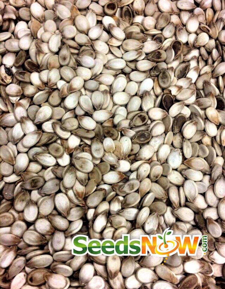 Close-up of Watermelon Congo seeds ready for planting, showing their oblong shape and light beige color with brown edges.