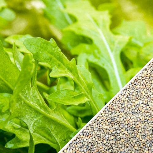 Heirloom NON-GMO Arugula seeds with fresh green leaves close-up and seed view for home gardening