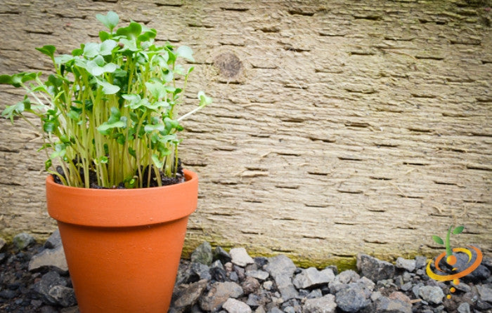 Broccoli microgreens sprouts growing in a terracotta pot on gravel against a rustic wooden wall