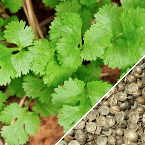 Slow-Bolt Cilantro (Coriander) seeds from SeedsNow, showing small brown seed splits ideal for planting and herb growth.