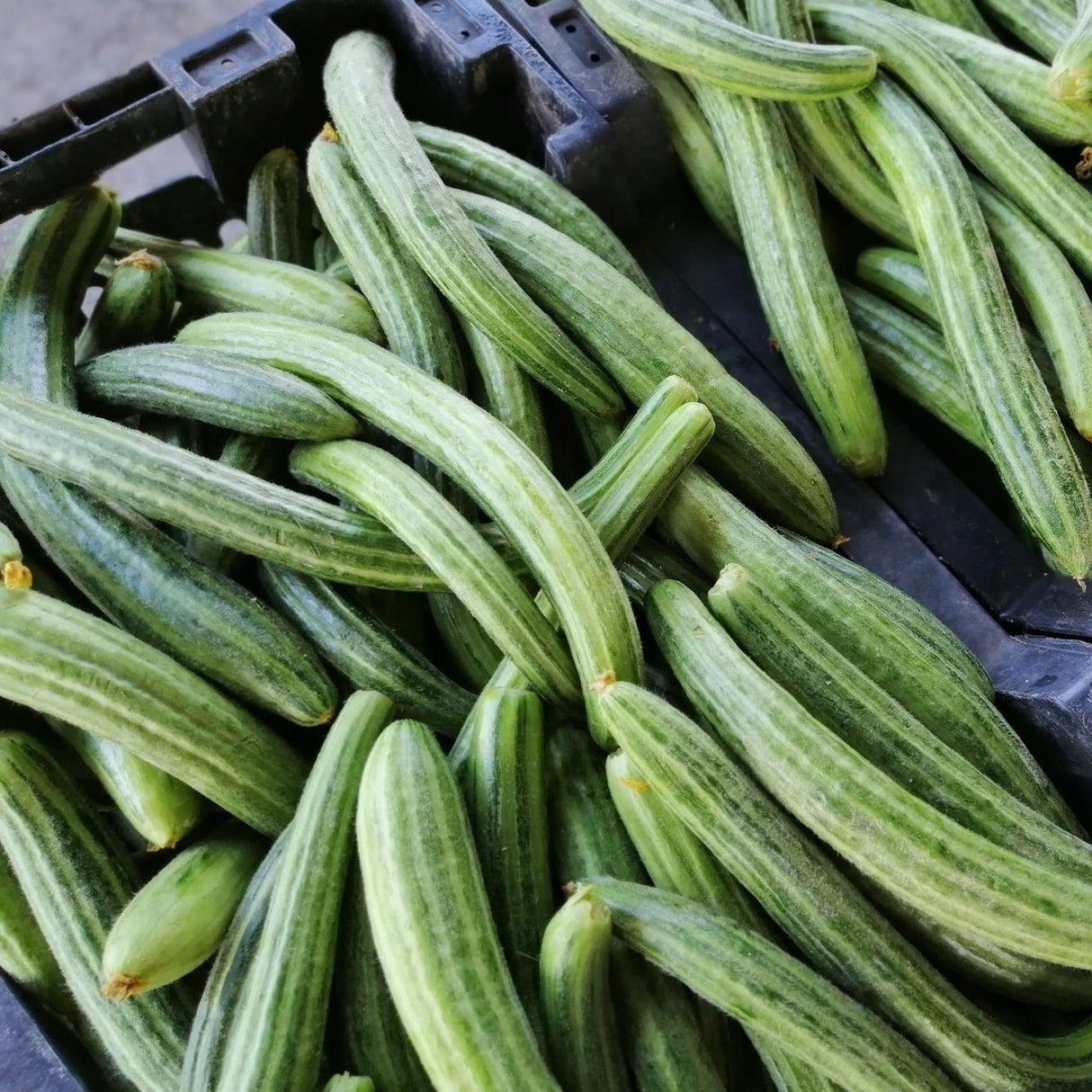 Long green Armenian cucumber seeds from SeedsNow, showing fresh, vibrant cucumber seeds with green skin and elongated shape.