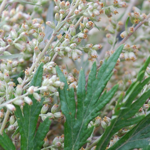 Mugwort (Artemisia vulgaris) is a hardy perennial herb that reaches maturity in about 85 days. Fragrant beautiful aromatic leaves. For culinary & medicinal uses.