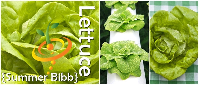 Fresh Summer Bibb lettuce seeds from SeedsNow, small packet with colorful label, ideal for home garden planting.