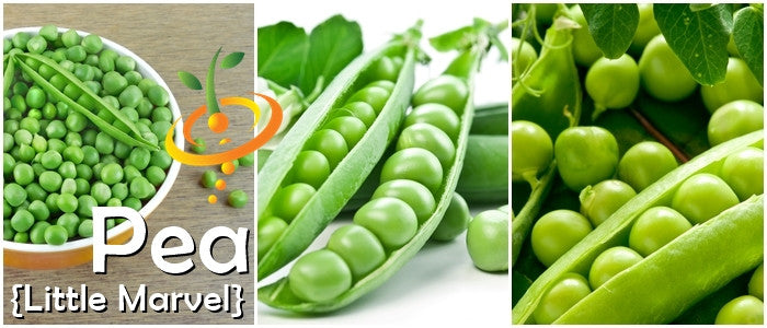 Little Marvel seeds with fresh green peas in pods and bowl close-up