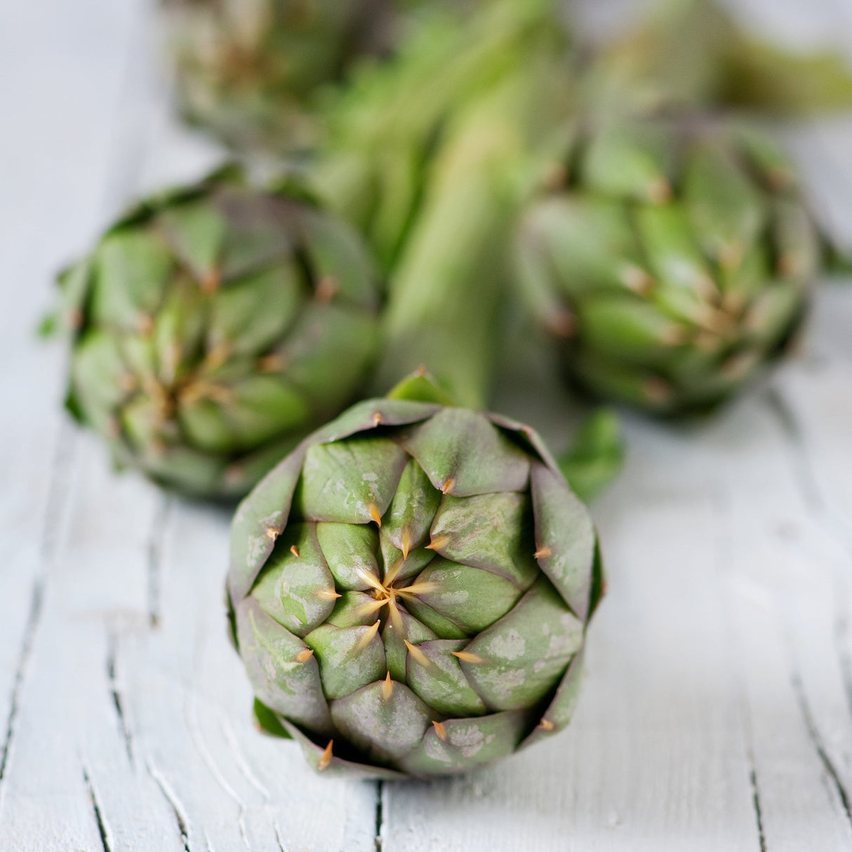 Green Globe artichoke seeds by SeedsNow, showing mature seed heads with green, layered leaves, ready for planting.