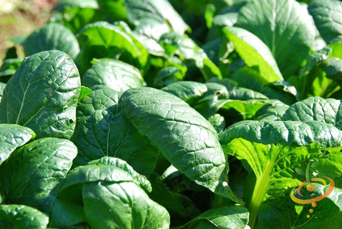 Fresh green spinach leaves from Matador Viking seeds, displayed in a garden setting, grown by SeedsNow.