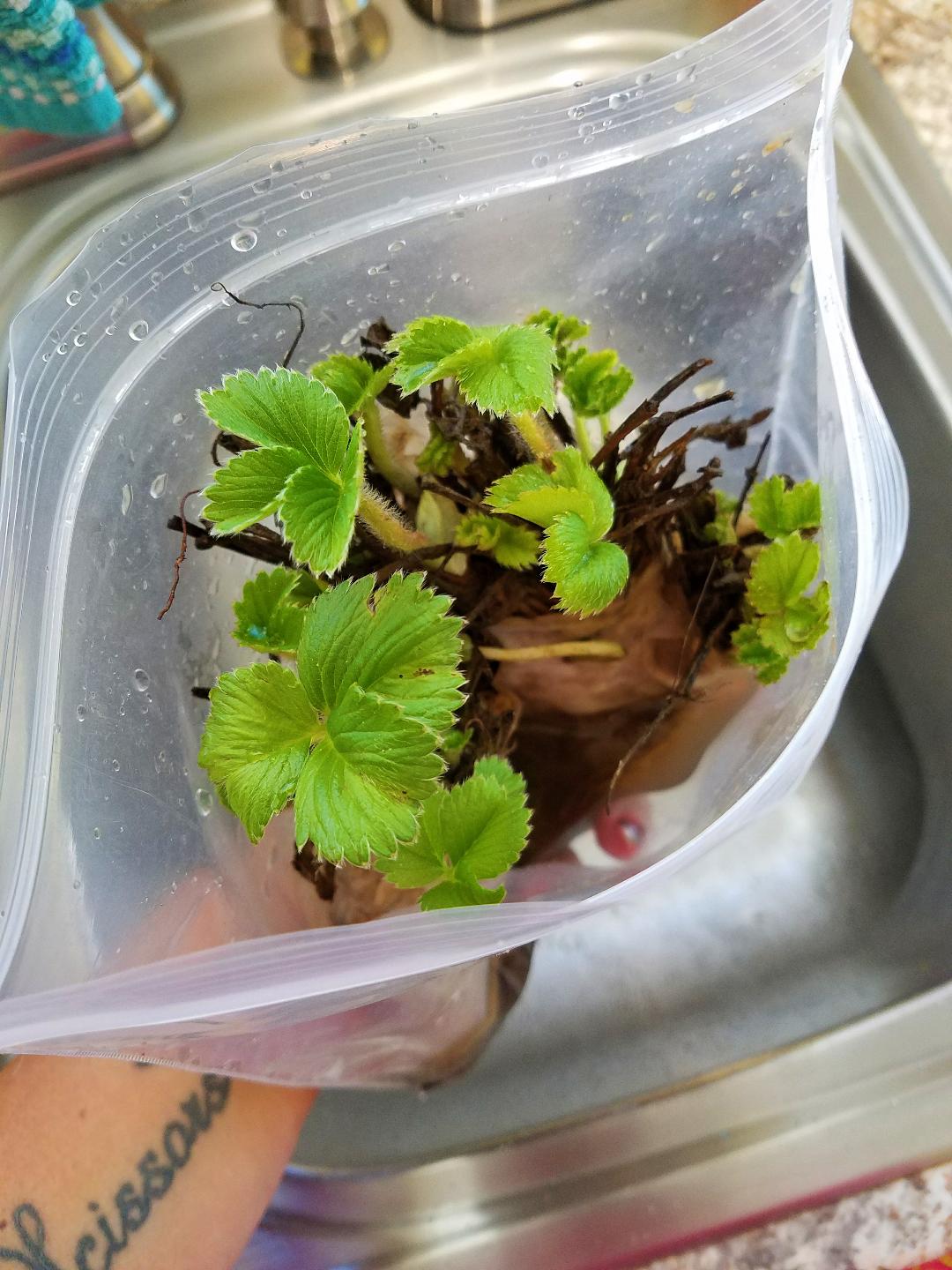 Strawberry Roots & Bundles by Strawberry (IE), featuring fresh strawberry plant roots and bundled strawberry foliage.
