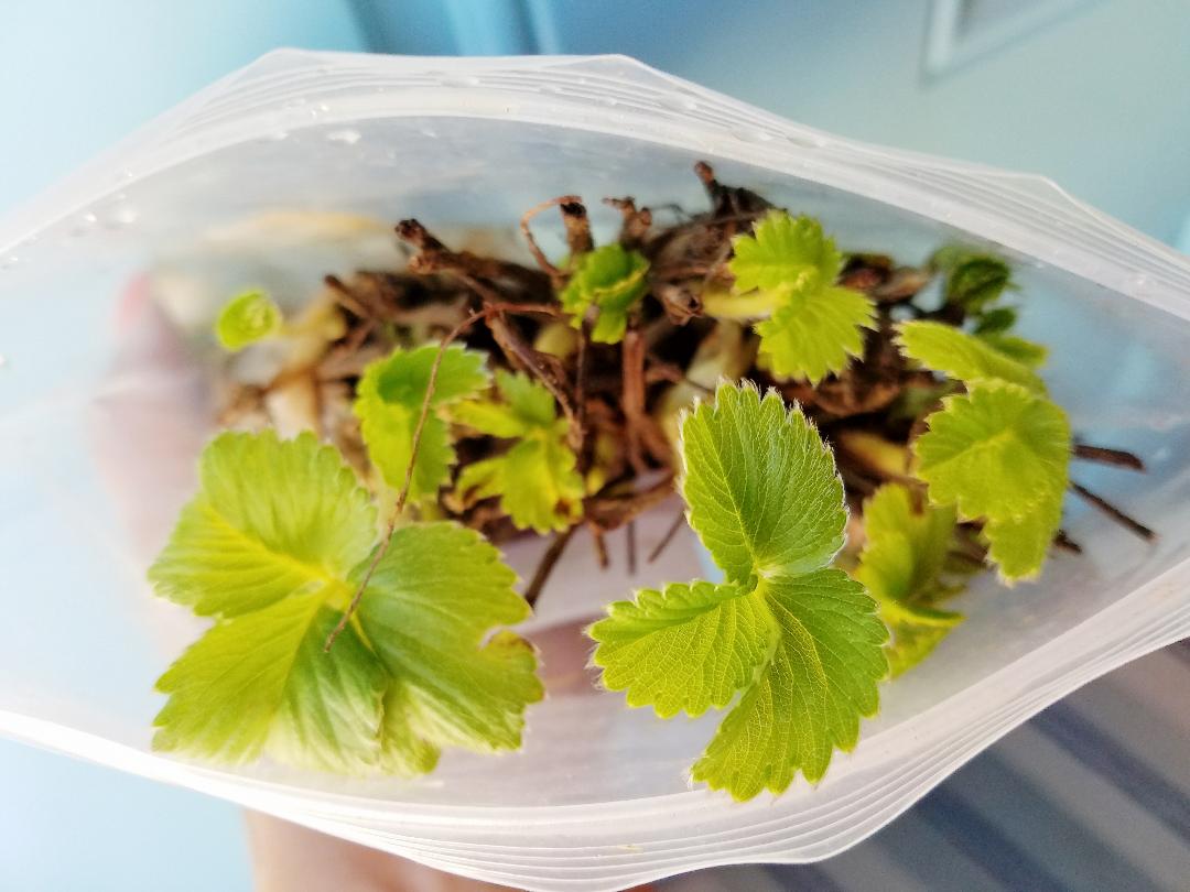 Strawberry Roots & Bundles - Jewel variety, fresh strawberry plants with healthy green leaves and root bundles for planting.